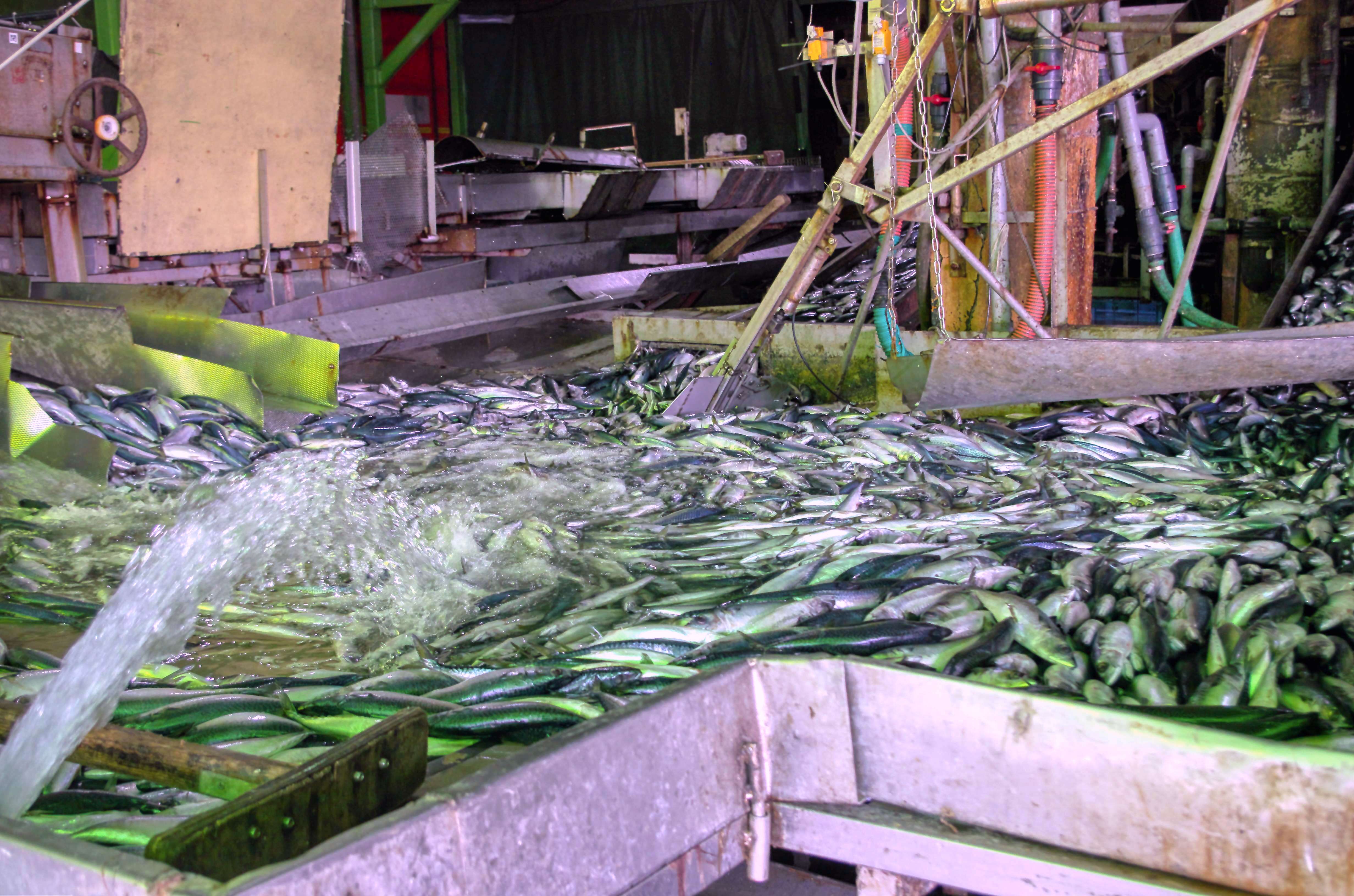 サイズ別選別・洗浄