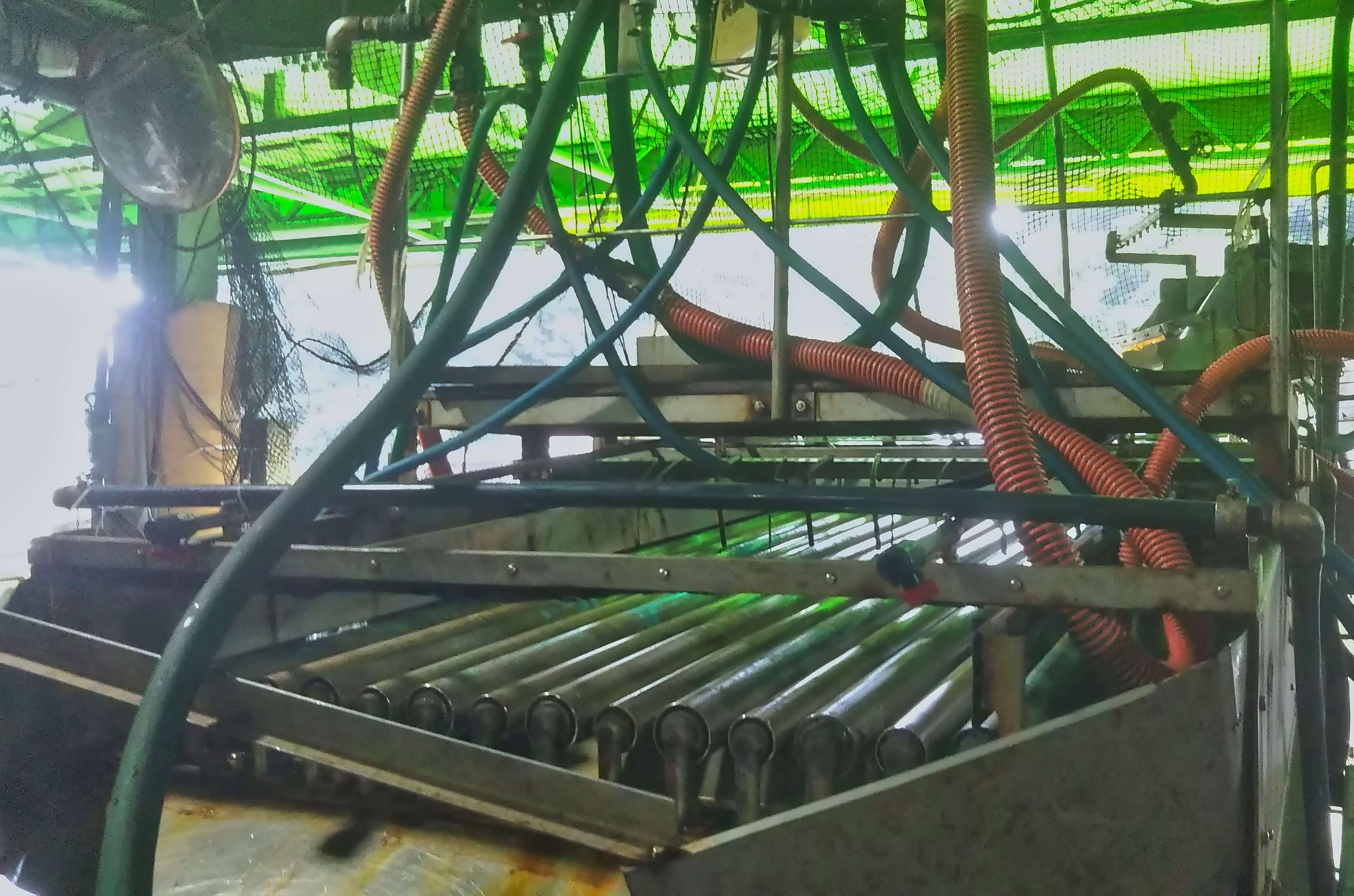 サイズ別選別・洗浄